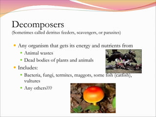 Decomposers (Sometimes called detritus feeders, scavengers, or parasites) Any organism that gets its energy and nutrients from Animal wastes Dead bodies of plants and animals Includes: Bacteria, fungi, termites, maggots, some fish (catfish), vultures Any others??? 