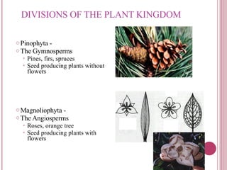DIVISIONS OF THE PLANT KINGDOM ,[object Object],[object Object],[object Object],[object Object],[object Object],[object Object],[object Object],[object Object]
