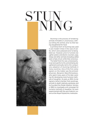 STUN
NING
Stunning is the process of rendering
animals immobile or unconscious, with-
out killing the animal, prior to their be-
ing slaughtered for food.
A primitive form of stunning was used
in pre-modern times in the case of cat-
tle, which were poleaxed prior to being
bled out. However, prior to humane sla-
ughter pistols and electric stunners, pigs,
sheep and other animals (including cattle)
were simply struck while fully conscious.
The belief that this was unnecessarily
cruel and painful to the animal being sla-
ughtered eventually led to the compul-
sory adoption of stunning methods in
many countries. One of the first camp-
aigners on the matter was the eminent
physician, Benjamin Ward Richardson,
who spent many years of his later work-
ing life developing more humane meth-
ods of slaughter. As early as 1853, he de-
signed a lethal chamber that would gas
animals to death relatively painlessly, and
he founded the Model Abattoir Society
in 1882 to investigate and campaign for
humane methods of slaughter. He even
experimented with the use of electric cur-
rent at the Royal Polytechnic Institution.
 