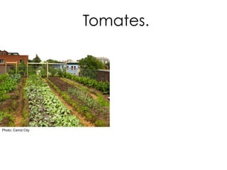 Tomates.
Photo: Carrot City
 