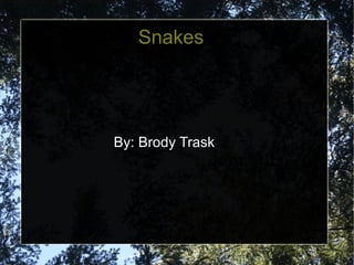 Snakes  By: Brody Trask  