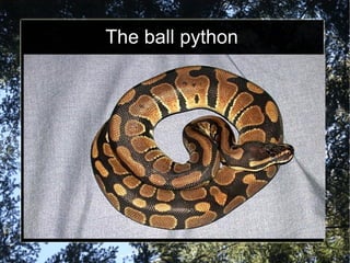 The ball python 