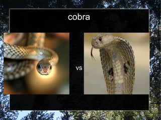 cobra vs 