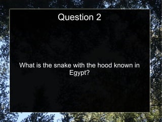Question 2 What is the snake with the hood known in Egypt? 