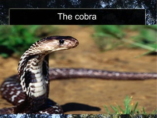 The cobra 