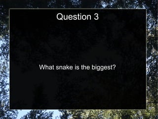 Question 3 What snake is the biggest? 