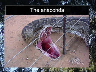 The anaconda 