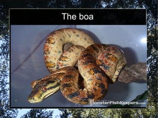 The boa 