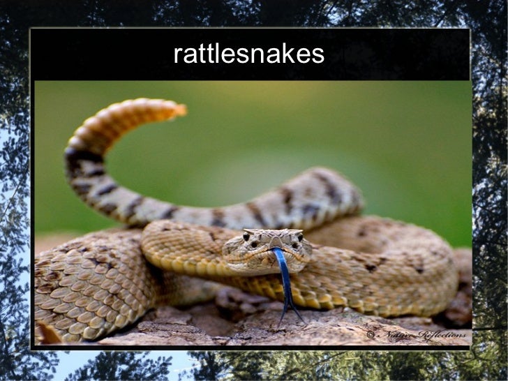 Snake walk