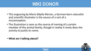 • This engraving by Maria Sibylla Merian, a German-born naturalist
and scientific illustrator is the source of a sort of a
misconception.
• The illustration is seen as the source of naming of a certain
member of the animal family, though in reality it rarely does the
activity to justify its name.
• What am I talking about?
TWO
WIKI DONOR
 