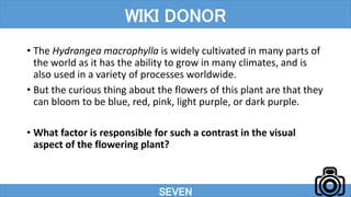 • The Hydrangea macrophylla is widely cultivated in many parts of
the world as it has the ability to grow in many climates, and is
also used in a variety of processes worldwide.
• But the curious thing about the flowers of this plant are that they
can bloom to be blue, red, pink, light purple, or dark purple.
• What factor is responsible for such a contrast in the visual
aspect of the flowering plant?
SEVEN
WIKI DONOR
 