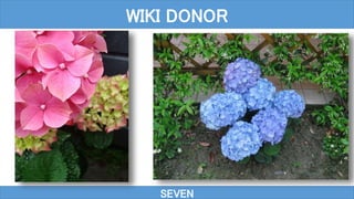 SEVEN
WIKI DONOR
 