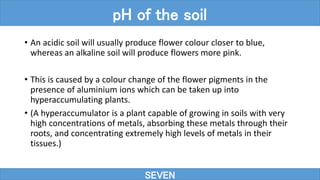 • An acidic soil will usually produce flower colour closer to blue,
whereas an alkaline soil will produce flowers more pink.
• This is caused by a colour change of the flower pigments in the
presence of aluminium ions which can be taken up into
hyperaccumulating plants.
• (A hyperaccumulator is a plant capable of growing in soils with very
high concentrations of metals, absorbing these metals through their
roots, and concentrating extremely high levels of metals in their
tissues.)
SEVEN
pH of the soil
 