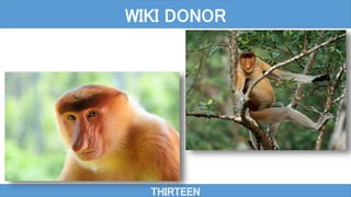 THIRTEEN
WIKI DONOR
 