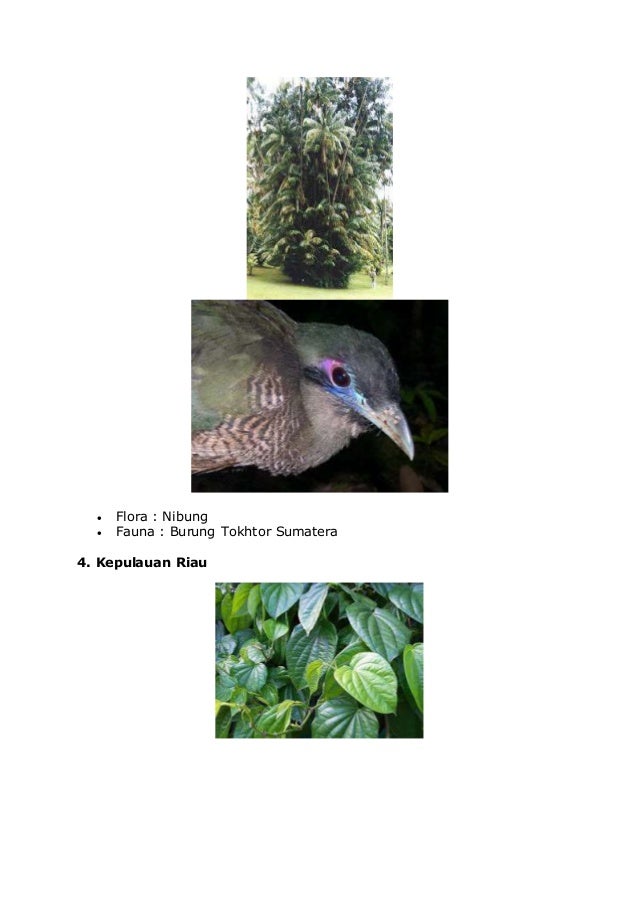 Wilayah flora dan fauna barat tipe asiatis Wilayah flora dan fauna barat tipe asiatis