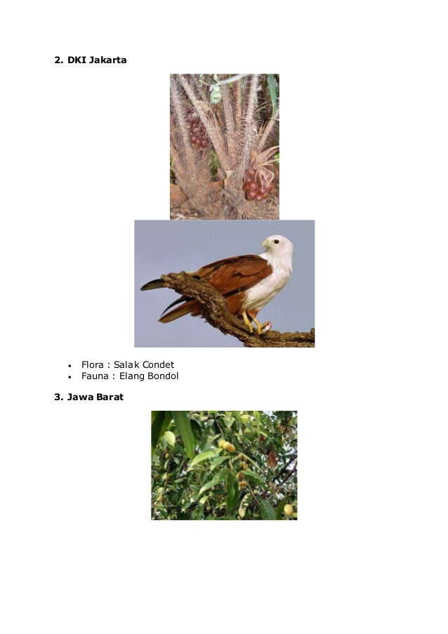 Wilayah flora dan fauna barat tipe asiatis Wilayah flora dan fauna barat tipe asiatis