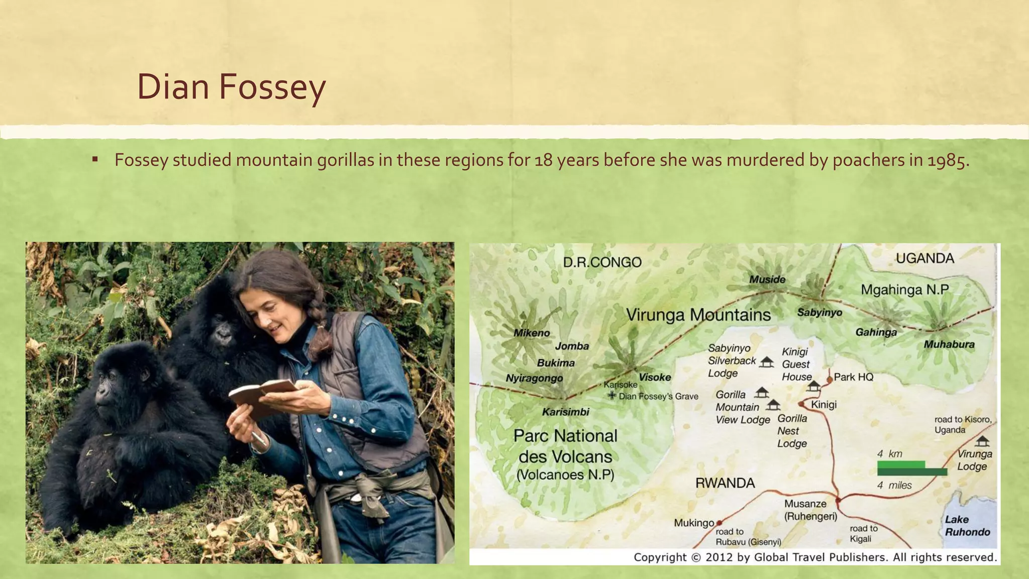 Dian Fossey
▪ Fossey studied mountain gorillas in these regions for 18 years before she was murdered by poachers in 1985.
 