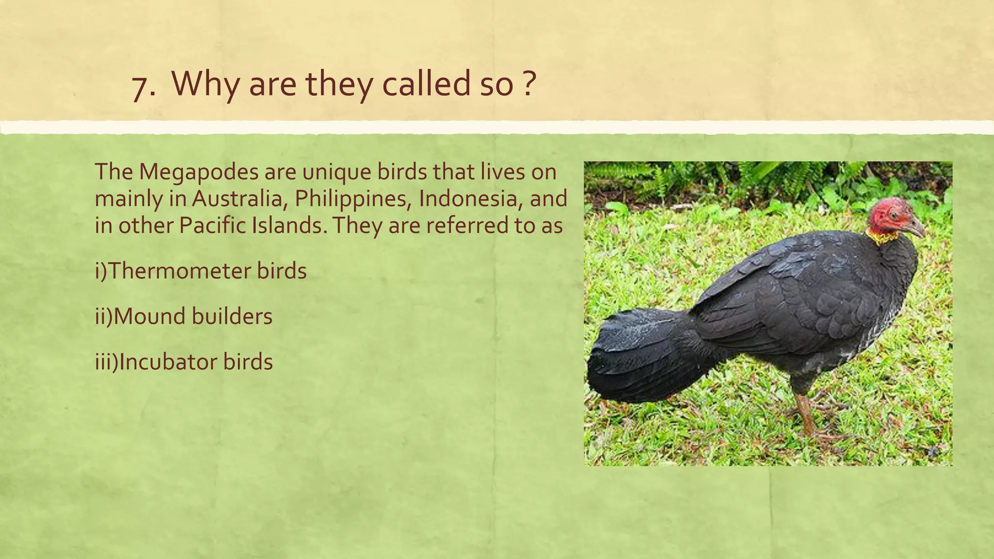 7. Why are they called so ?
The Megapodes are unique birds that lives on
mainly in Australia, Philippines, Indonesia, and
in other Pacific Islands.They are referred to as
i)Thermometer birds
ii)Mound builders
iii)Incubator birds
 