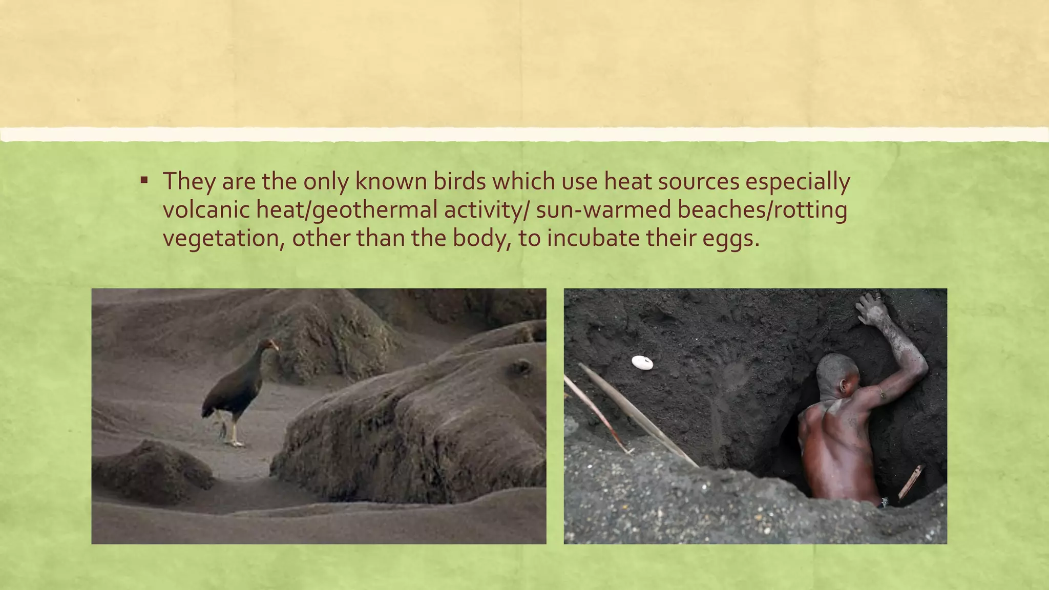 ▪ They are the only known birds which use heat sources especially
volcanic heat/geothermal activity/ sun-warmed beaches/rotting
vegetation, other than the body, to incubate their eggs.
 