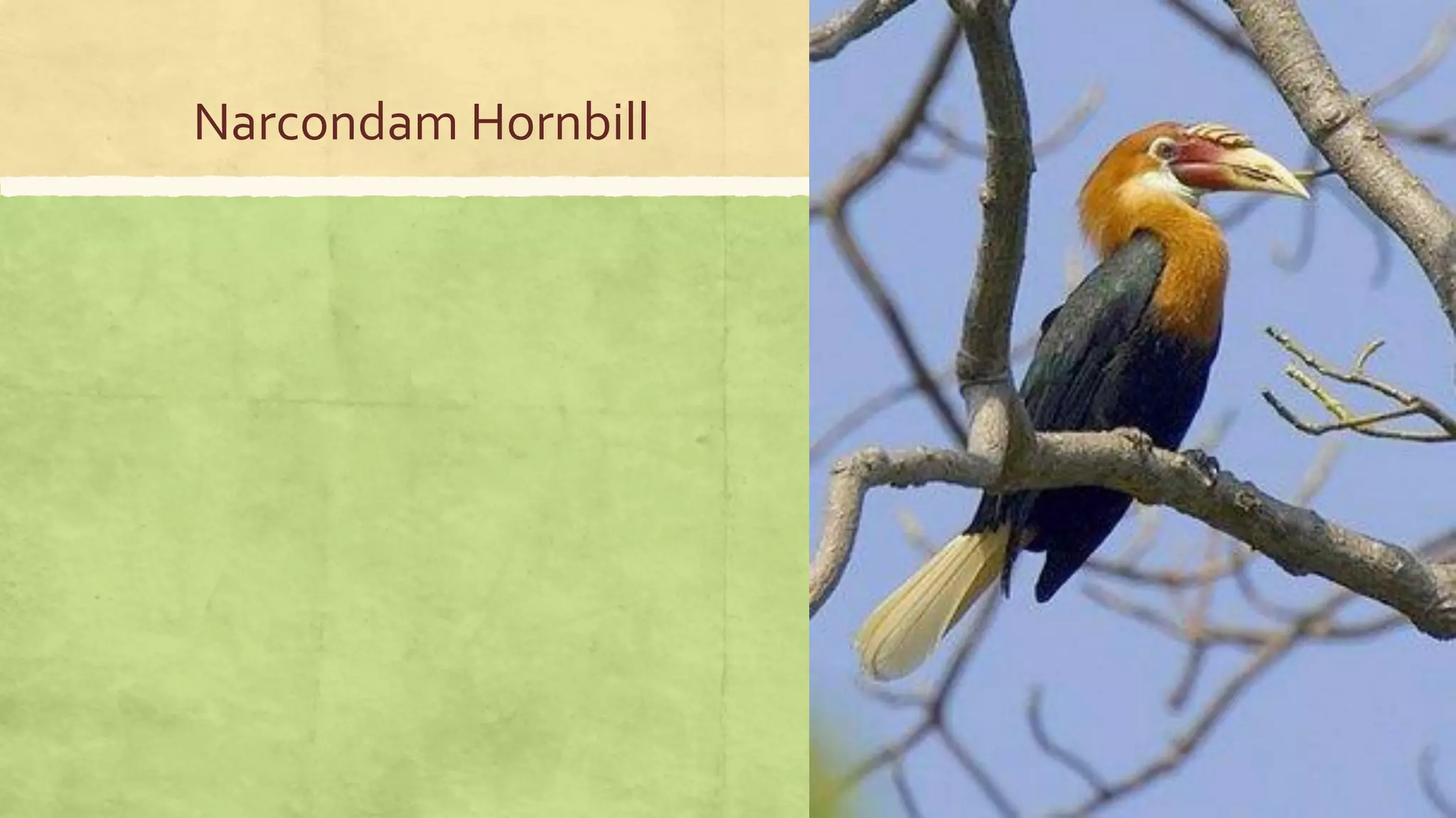 Narcondam Hornbill
 