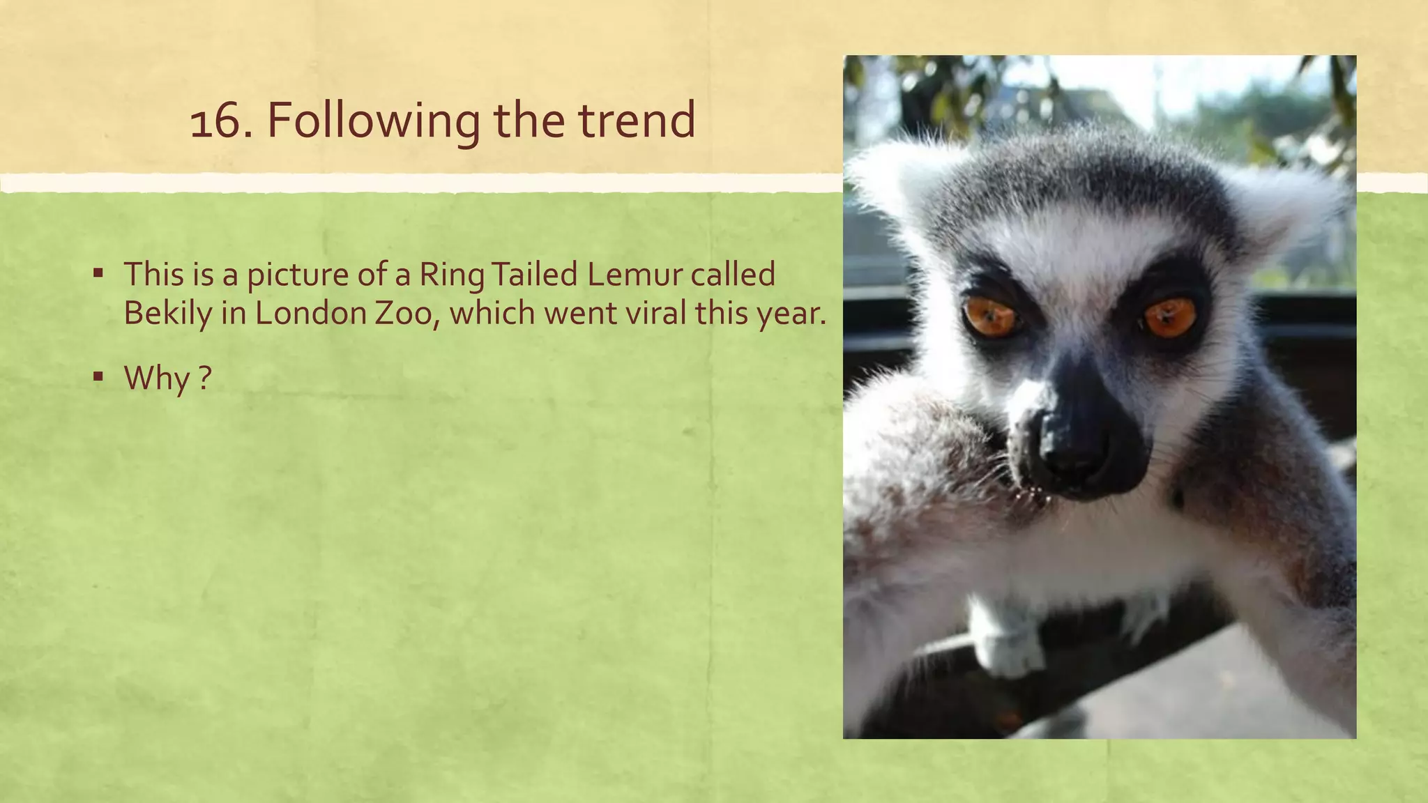 16. Following the trend
▪ This is a picture of a RingTailed Lemur called
Bekily in London Zoo, which went viral this year.
▪ Why ?
 