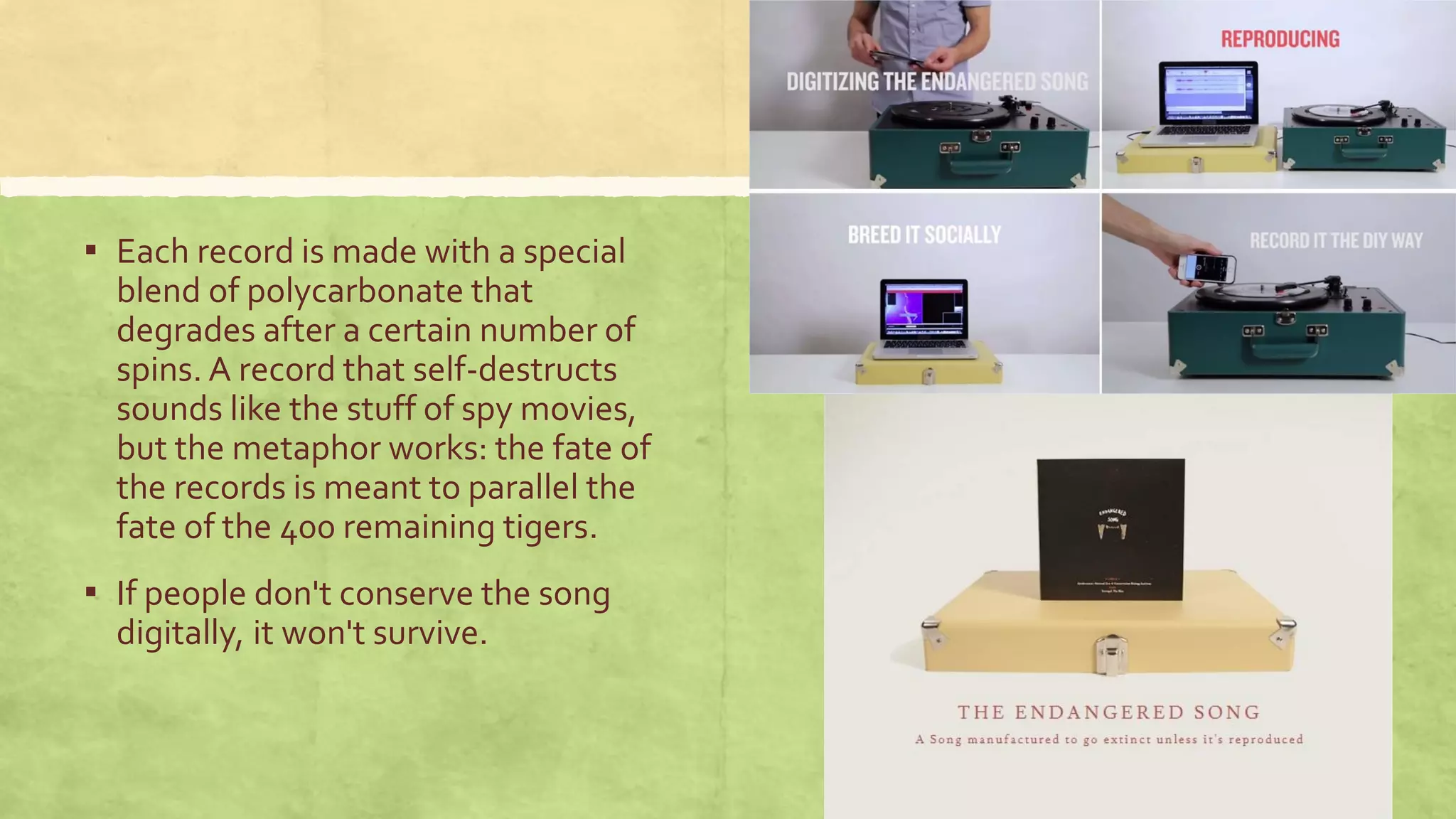 ▪ Each record is made with a special
blend of polycarbonate that
degrades after a certain number of
spins. A record that self-destructs
sounds like the stuff of spy movies,
but the metaphor works: the fate of
the records is meant to parallel the
fate of the 400 remaining tigers.
▪ If people don't conserve the song
digitally, it won't survive.
 