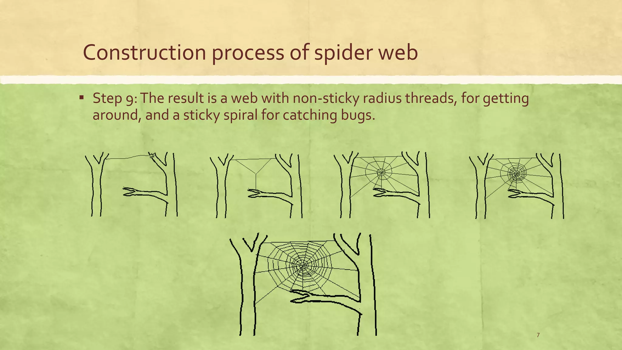 Construction process of spider web
▪ Step 9:The result is a web with non-sticky radius threads, for getting
around, and a sticky spiral for catching bugs.
7
 