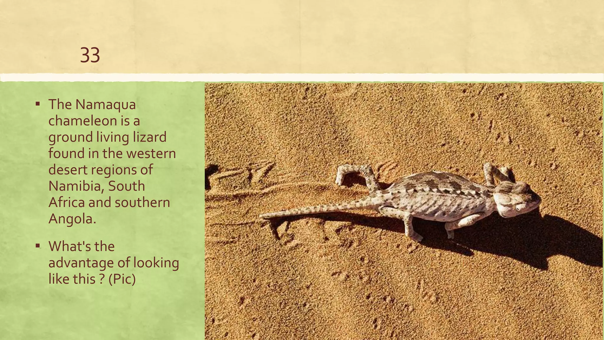 33
▪ The Namaqua
chameleon is a
ground living lizard
found in the western
desert regions of
Namibia, South
Africa and southern
Angola.
▪ What's the
advantage of looking
like this ? (Pic)
 