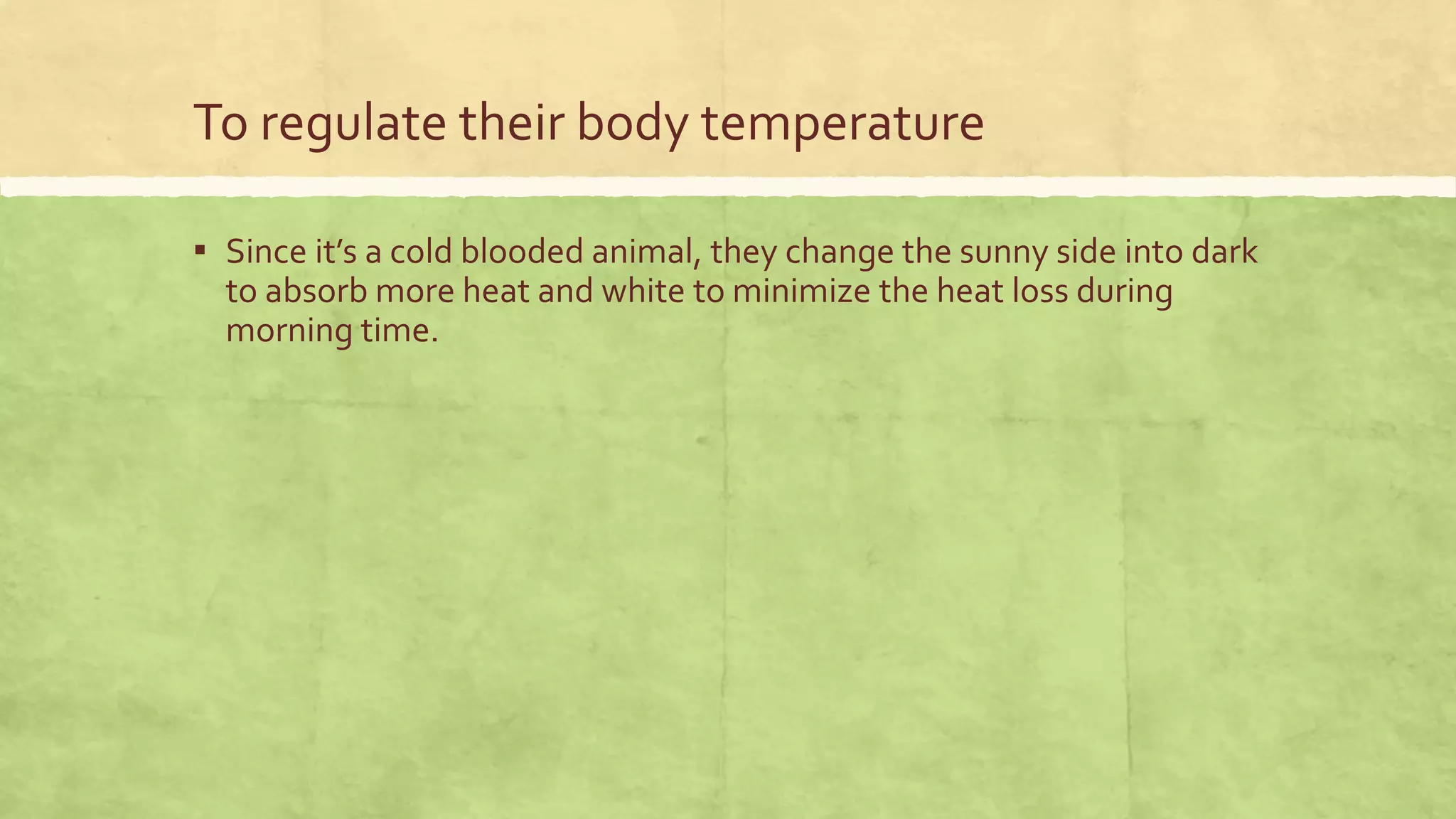 To regulate their body temperature
▪ Since it’s a cold blooded animal, they change the sunny side into dark
to absorb more heat and white to minimize the heat loss during
morning time.
 