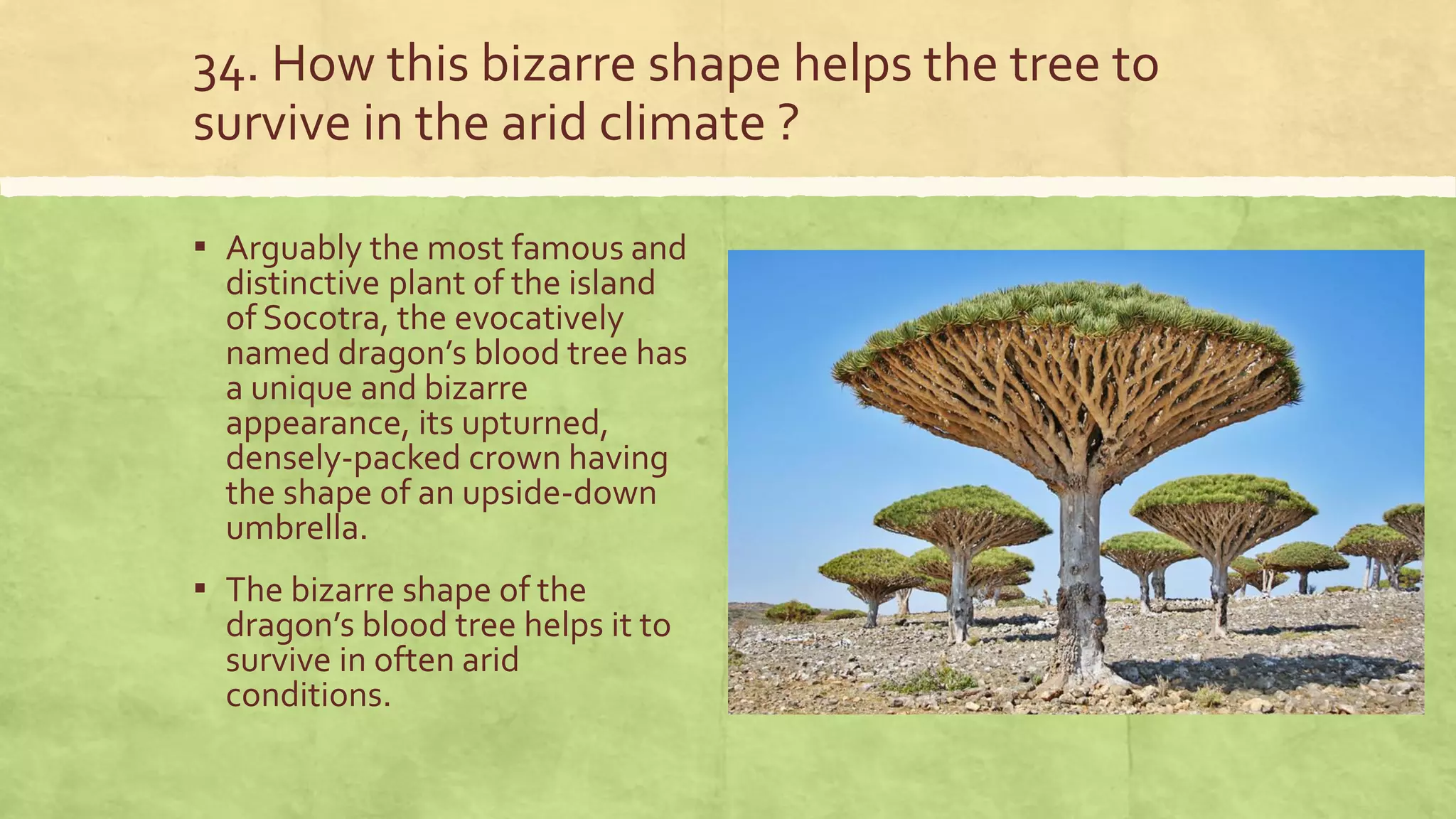 34. How this bizarre shape helps the tree to
survive in the arid climate ?
▪ Arguably the most famous and
distinctive plant of the island
of Socotra, the evocatively
named dragon’s blood tree has
a unique and bizarre
appearance, its upturned,
densely-packed crown having
the shape of an upside-down
umbrella.
▪ The bizarre shape of the
dragon’s blood tree helps it to
survive in often arid
conditions.
 
