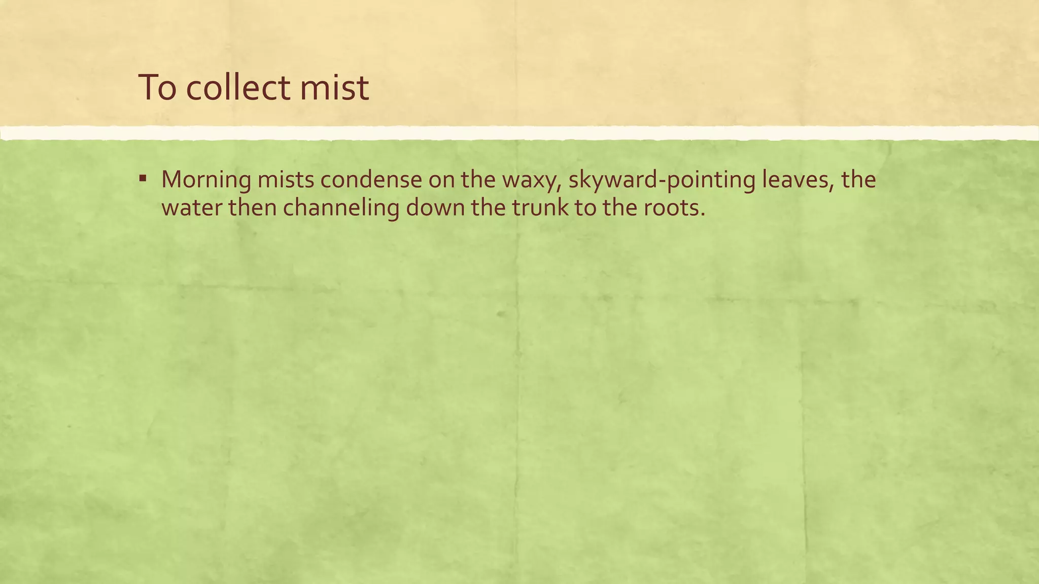 To collect mist
▪ Morning mists condense on the waxy, skyward-pointing leaves, the
water then channeling down the trunk to the roots.
 