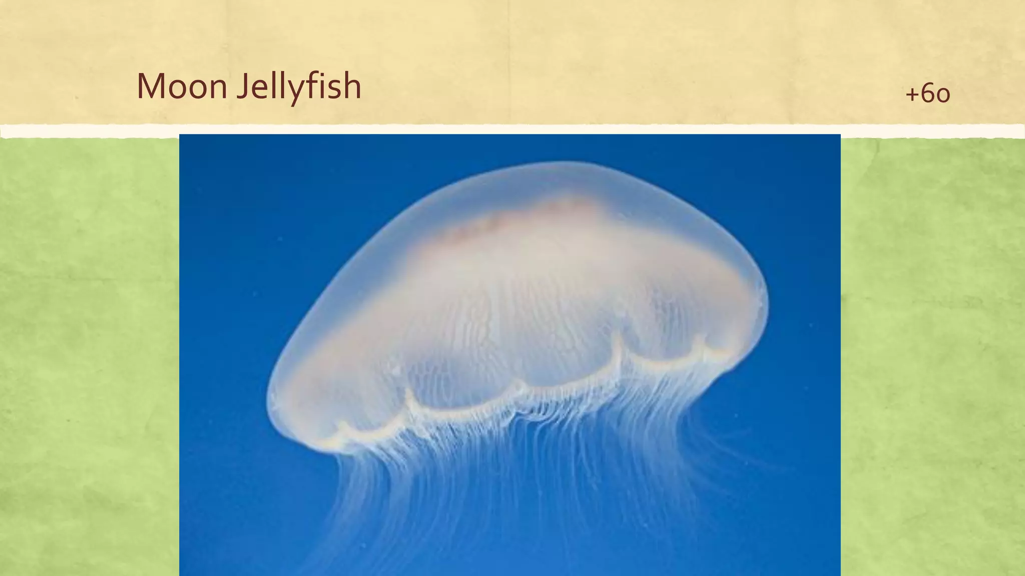 Moon Jellyfish +60
 
