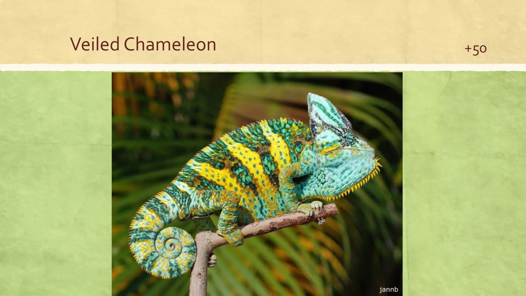 Veiled Chameleon +50
 