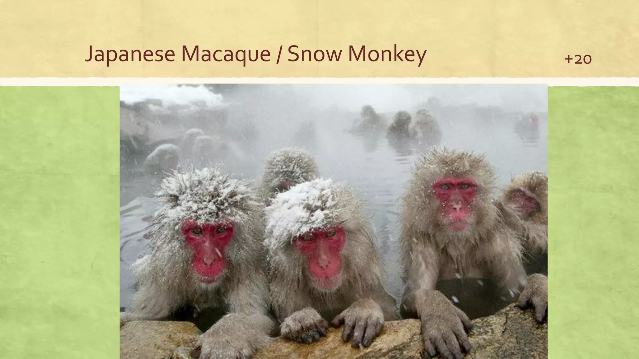 Japanese Macaque / Snow Monkey +20
 