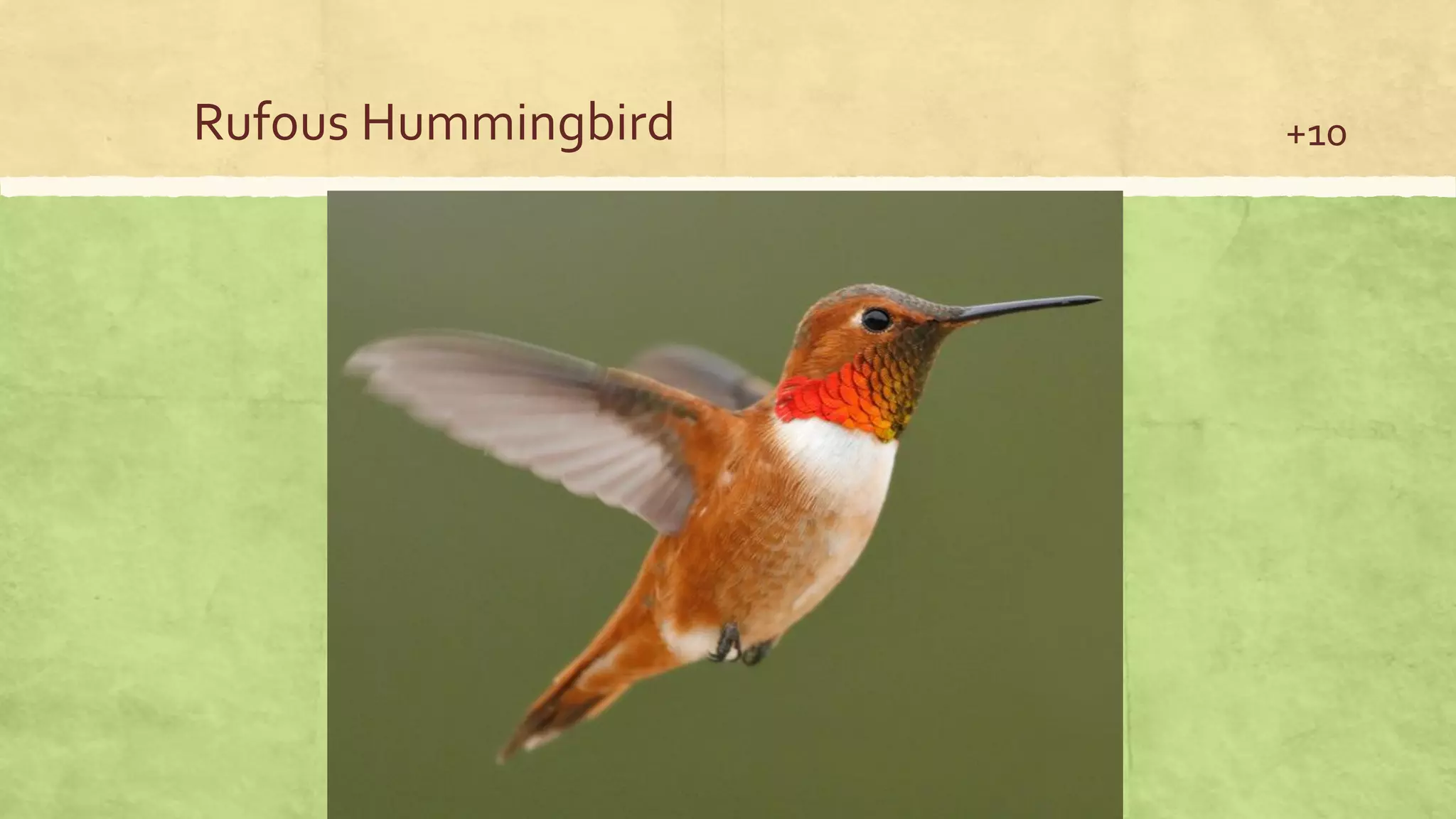 Rufous Hummingbird +10
 