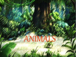 ANIMALS 
 