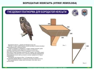 БОРОДАТАЯ НЕЯСЫТЬ (STRIX NEBULOSA)
 