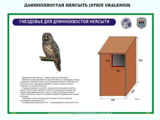 ДЛИННОХВОСТАЯ НЕЯСЫТЬ (STRIX URALENSIS)
 