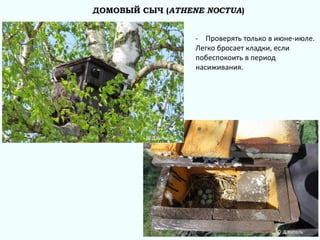 ДОМОВЫЙ СЫЧ (ATHENE NOCTUA)
© Д.Китель
© Д.Китель
- Проверять только в июне-июле.
Легко бросает кладки, если
побеспокоить в период
насиживания.
 