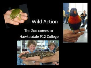 Wild Action The Zoo comes to  Hawkesdale P12 College 