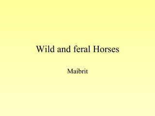 Wild and feral Horses Maibrit 