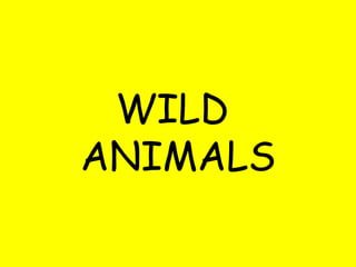 WILD  ANIMALS 