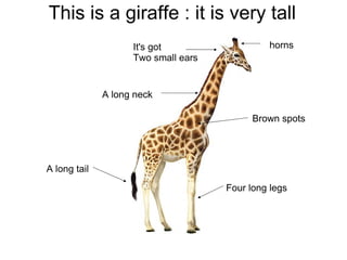 This is a giraffe : it is very tall
                    It's got                  horns
                    Two small ears


              A long neck

                                           Brown spots




A long tail
                                     Four long legs
 