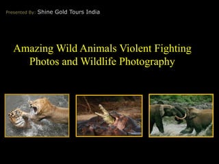 Rarely Seen Wild Animals Fighting Photos | Wildlife Photography | PPT