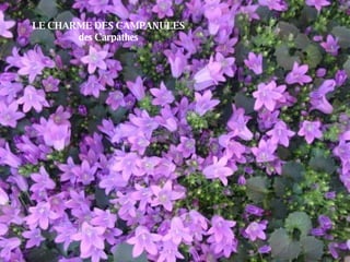 LE CHARME DES CAMPANULES des Carpathes 