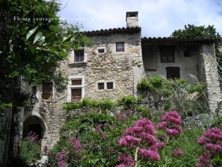 Fleurs sauvages du jardin – poet Laval 