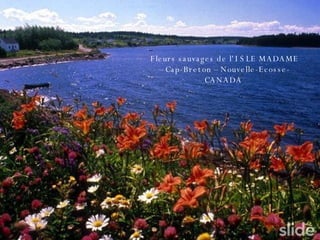 Fleurs sauvages de l'ISLE MADAME – Cap-Breton – Nouvelle-Ecosse- CANADA   