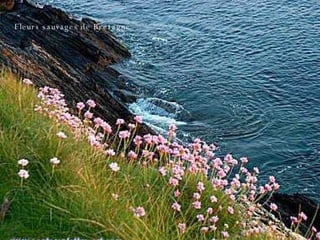 Fleurs sauvages de Bretagne 