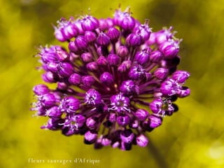 fleurs sauvages d’Afrique 