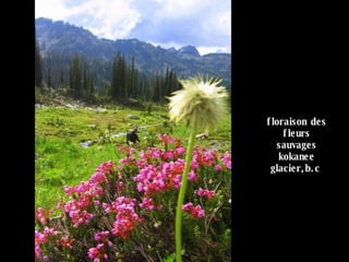 floraison des fleurs sauvages kokanee glacier,b.c   